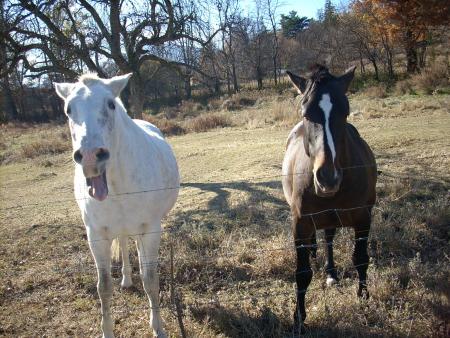 chevaux